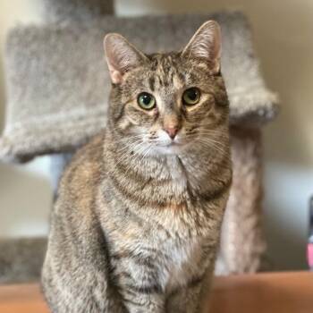 Muffin -  Domestic Short Hair Cat for Adoption in Goshen, Indiana - Muffin | PetCurious