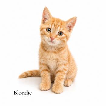 Blondie -  Domestic Short Hair Cat for Adoption in Stevensville, Michigan - Blondie | PetCurious