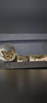 Hazel -  Domestic Short Hair Cat for Adoption in Charlotte, North Carolina - Hazel | PetCurious