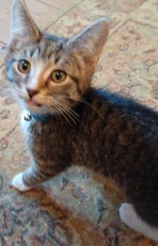 Domestic Short Hair Cats Available for Adoption in Lemoyne, Pennsylvania - Acorn | PetCurious