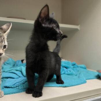 Ziwe -  Domestic Short Hair Cat for Adoption in Durango, Colorado - Ziwe | PetCurious