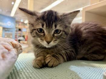 Tori (Needs to be adopted with littermate) -  Domestic Short Hair and Tabby Cat for Adoption in Oakland, California - Tori (Needs To Be Adopted With Littermate) | PetCurious
