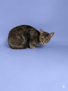 Domestic Short Hair Cats Available for Adoption in Jacksonville, Florida - MRS JULIA | PetCurious