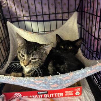 Ziggy -  Domestic Short Hair Cat for Adoption in Spokane, Washington - Ziggy | PetCurious