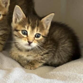 Trujillo -  Domestic Medium Hair Cat for Adoption in Durango, Colorado - Trujillo | PetCurious