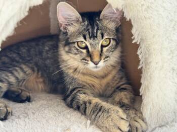 Rescue Domestic Medium Hair Cats for Adoption in Fort Worth, Texas - Nibbles | PetCurious