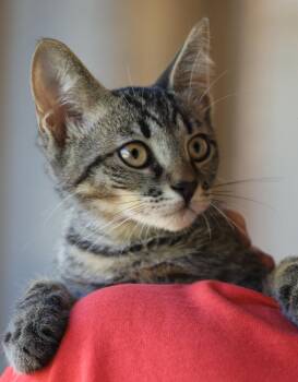 Jake -  Domestic Short Hair Cat for Adoption in North Fort Myers, Florida - Jake | PetCurious