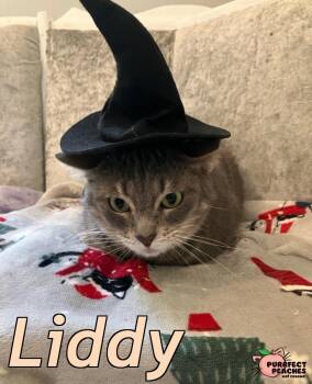 Rescue Domestic Short Hair Cats for Adoption in Douglasville, Georgia - Liddy | PetCurious