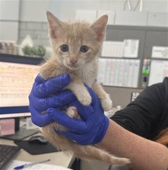 Domestic Short Hair Cats Available for Adoption in Dallas, Texas - DREAMSICLE | PetCurious