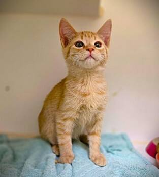 MOSCATO -  Domestic Short Hair Cat for Adoption in Texas City, Texas - MOSCATO | PetCurious