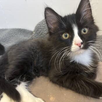 Mars -  Domestic Medium Hair Cat for Adoption in Renton, Washington - Mars | PetCurious