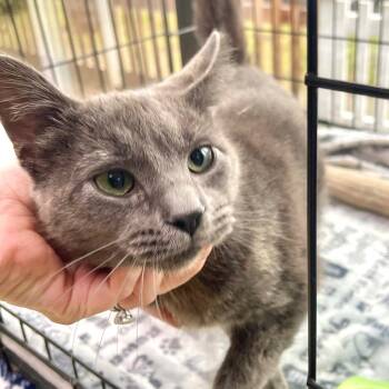 Russian Blue Cats Available for Adoption in Riverwoods, Illinois - King Sombra | PetCurious