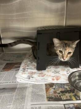 Big Mac Without Pickles -  Domestic Short Hair Cat for Adoption in Wichita, Kansas - Big Mac Without Pickles | PetCurious