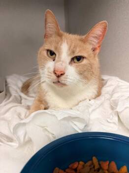 Ace -  Domestic Short Hair Cat for Adoption in Pottsville, Pennsylvania - Ace | PetCurious