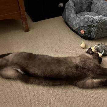 Siamese and Tonkinese Cats Available for Adoption in Cumming, Georgia - Bentley | PetCurious