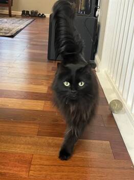 Domestic Medium Hair Cats Available for Adoption - MIDNIGHT | PetCurious