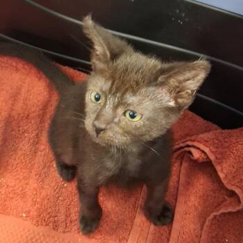 Bug* -  Domestic Short Hair Cat for Adoption in San Gabriel, California - Bug* | PetCurious