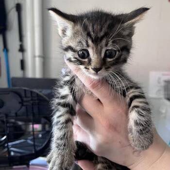Murphy -  Domestic Short Hair Cat Available for Adoption in Fairport, New York - Murphy | PetCurious