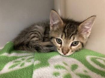 BUMBLE -  Domestic Short Hair Cat for Adoption in Salinas, California - BUMBLE | PetCurious