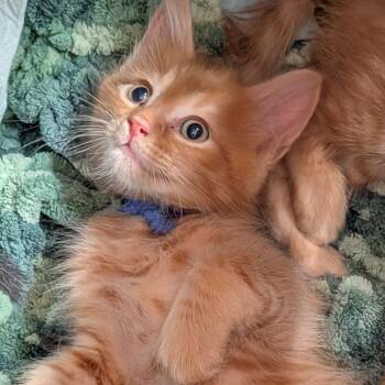 Orange Julius -  Domestic Long Hair Cat for Adoption in Bradenton, Florida - Orange Julius | PetCurious