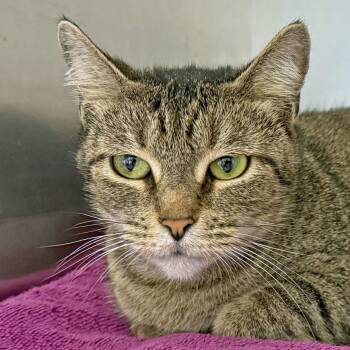 Ford -  Domestic Short Hair Cat for Adoption in Falmouth, Massachusetts - Ford | PetCurious