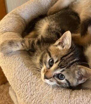 Nova -  Domestic Short Hair Cat for Adoption in Battle Ground, Washington - Nova | PetCurious