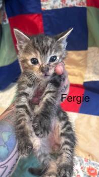 Fergie -  Domestic Short Hair Cat for Adoption in Johnson City, Tennessee - Fergie | PetCurious