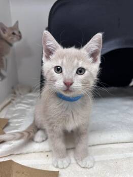 Domestic Short Hair Cats Available for Adoption in Ontario, California - COOKIE | PetCurious