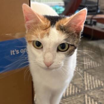 Sushi -  Turkish Van Cat for Adoption in San Antonio, Texas - Sushi | PetCurious