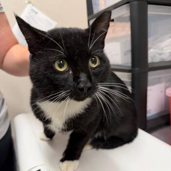 Tom -  Domestic Short Hair Cat for Adoption in Morganton, North Carolina - Tom | PetCurious