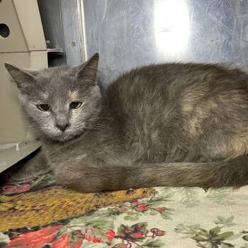 Isabelle -  Domestic Short Hair Cat for Adoption in Roanoke, Virginia - Isabelle | PetCurious