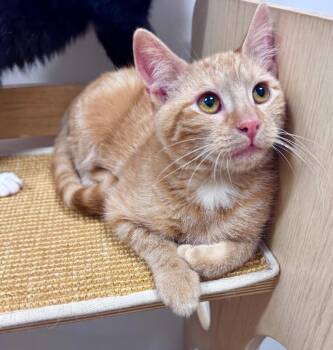 Bambino -  Domestic Short Hair Cat for Adoption in North Babylon, New York - Bambino | PetCurious