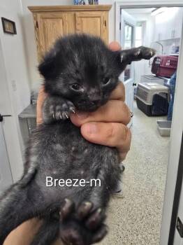 Breeze -  Domestic Short Hair Cat for Adoption in Glenfield, New York - Breeze | PetCurious