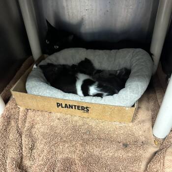 Ojo -  Domestic Long Hair Cat for Adoption in Cheyenne, Wyoming - Ojo | PetCurious