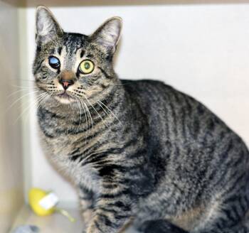 Rescue Tabby Cats for Adoption in San Clemente, California - ONE EYE JACK | PetCurious