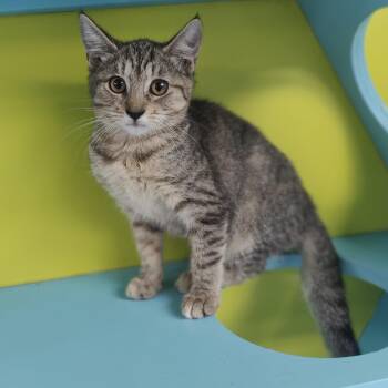 Olive -  Domestic Short Hair Cat for Adoption in Jersey City, New Jersey - Olive | PetCurious