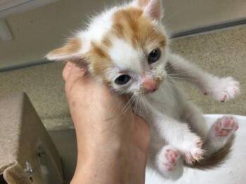 A1797532 -  Domestic Short Hair Cat for Adoption in Riverside, California - A1797532 | PetCurious