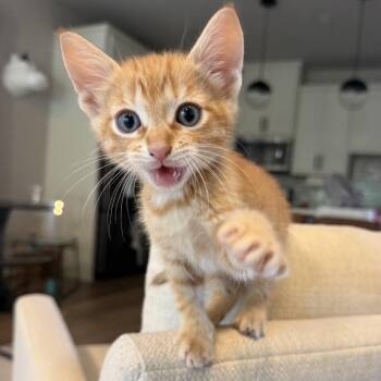 Olly -  Domestic Short Hair Cat for Adoption in San Antonio, Texas - Olly | PetCurious