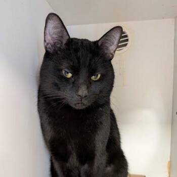 Domestic Short Hair Cats Available for Adoption - Big Mac | PetCurious