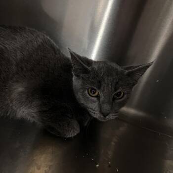 Domestic Short Hair Cats Available for Adoption - Dawn | PetCurious