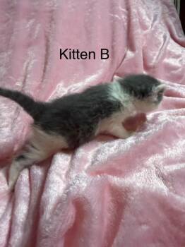 Domestic Short Hair Cats Available for Adoption in Brainardsvle, New York - Maple | PetCurious