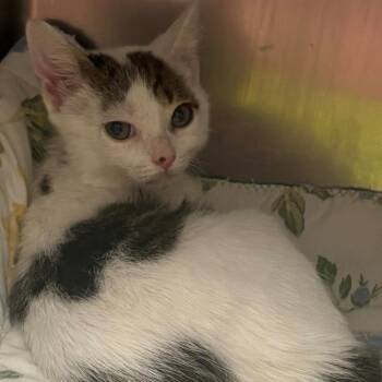 Washington -  Domestic Short Hair Cat for Adoption in East Hanover, New Jersey - Washington | PetCurious