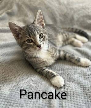 Pancake -  Tabby Cat for Adoption in Wyandotte, Michigan - Pancake | PetCurious