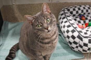Hoppy -  Domestic Short Hair Cat for Adoption in Schenectady, New York - Hoppy | PetCurious