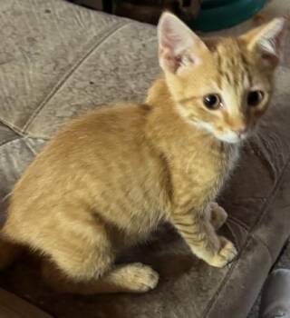 Rufus -  Domestic Short Hair Cat for Adoption in Port Republic, Maryland - Rufus | PetCurious
