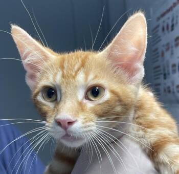 Pumpkino -  Domestic Short Hair Cat for Adoption in Golden, Colorado - Pumpkino | PetCurious