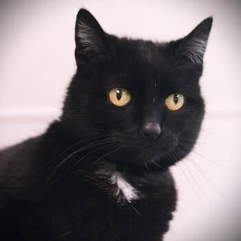 Domestic Short Hair Cats Available for Adoption in Amsterdam, New York - Lucy | PetCurious