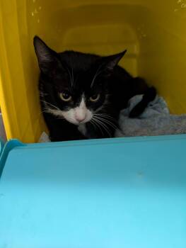 Violet - At shelter -  Domestic Short Hair Cat for Adoption in Rustburg, Virginia - Violet - At Shelter | PetCurious