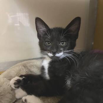 Gibson 53965 -  Domestic Short Hair Cat for Adoption in Las Vegas, Nevada - Gibson 53965 | PetCurious