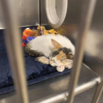 Charlie -  Domestic Short Hair Cat for Adoption in West Palm Beach, Florida - Charlie | PetCurious
